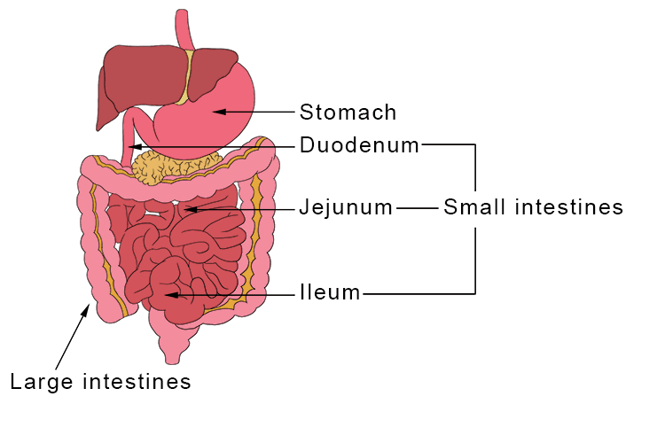 The large intestine also houses beneficial bacteria that help break down some remaining nutrients and produce certain vitamins like vitamin K.